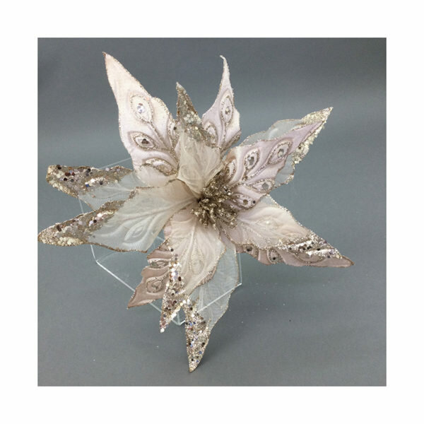 CHAMPAGNE POINSETTIA